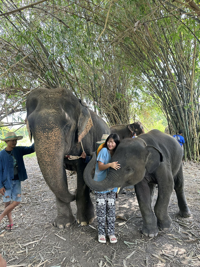 🐘코끼리랑 놀아볼래?🇹🇭