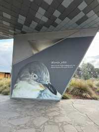 🐧 「企鵝歸巢」（Penguin Parade）是澳洲墨爾本周邊最受歡迎的自然奇觀之一🌊🇳🇿☁️