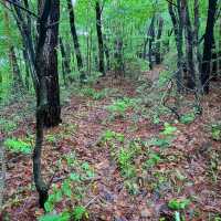 Mudeungsan Green Trail: Nature Walkin’ Like a Pro