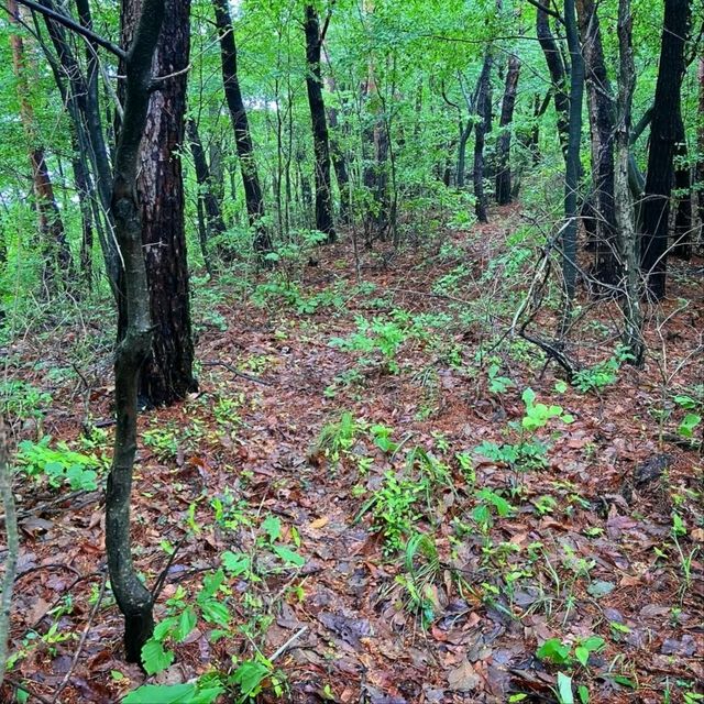 Mudeungsan Green Trail: Nature Walkin’ Like a Pro