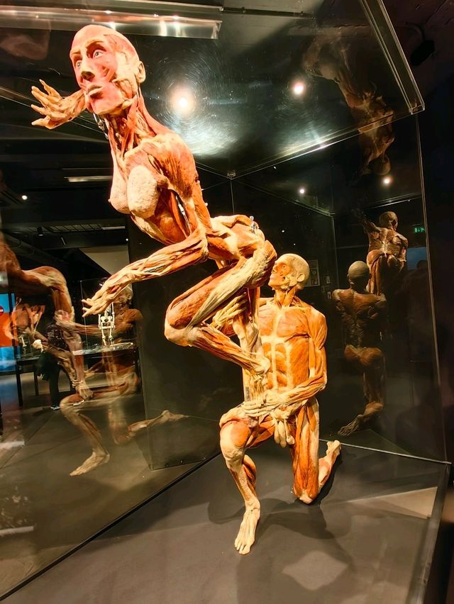 醫科生必去的人體奧妙展@Amsterdam 