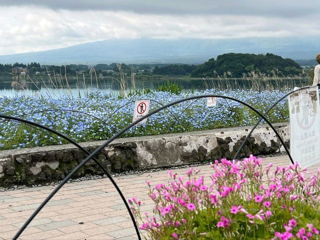2-Day Fujikawaguchiko Tour: Explore Fuji-Q Highland and the Scenic Four Lakes