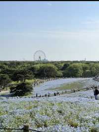 🌼【茨城・ひたちなか市 国営ひたち海浜公園】青の絨毯とコキアの丘で心も景色もリフレッシュ！ 