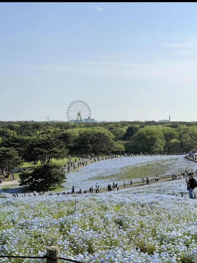 🌼【茨城・ひたちなか市 国営ひたち海浜公園】青の絨毯とコキアの丘で心も景色もリフレッシュ！ 