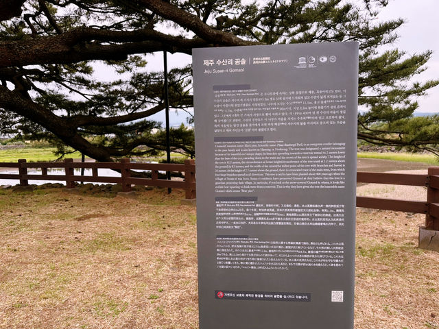 🌲 천연기념물 수산리 ‘곰솔‘