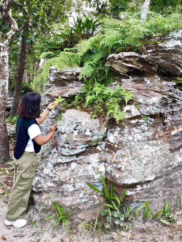 อุทยานแห่งชาติไทรทอง ทุ่งบัวสวรรค์