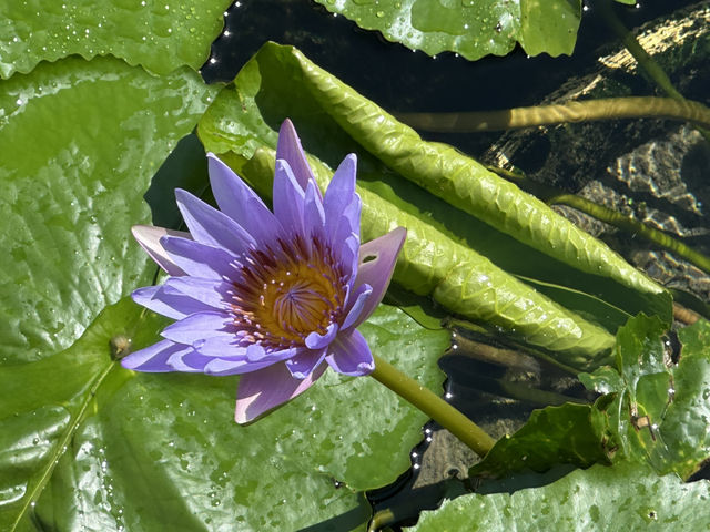 香港好去處 | 賞花 | 志蓮淨苑 | 蓮花
