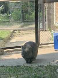 【大阪🇯🇵】ウォンバットに会える無料の動物園？！