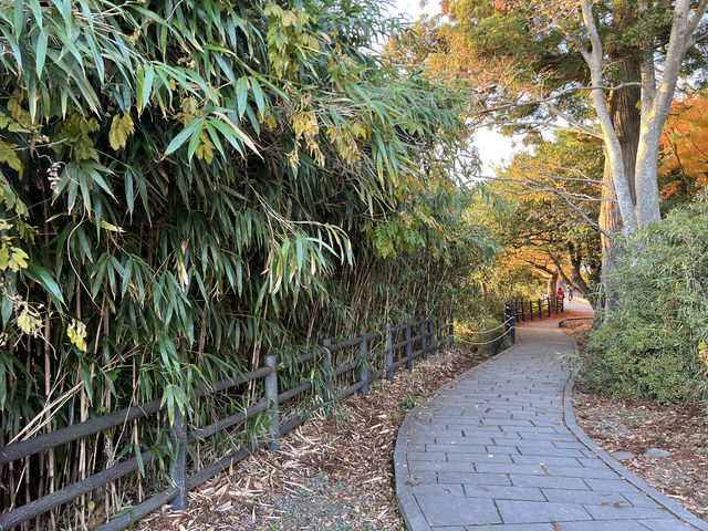 🏝️ A Peaceful Escape to Fukuurajima