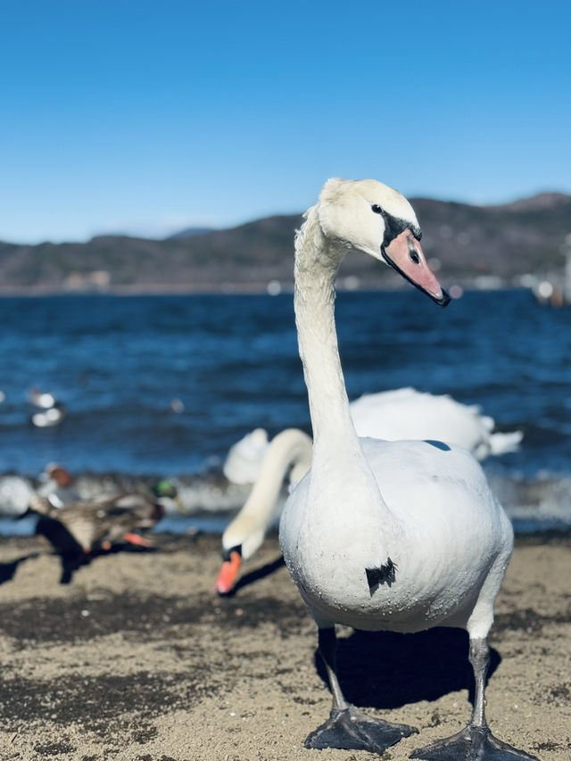 Yamanakako Lake กับหงส์ตัวใหญ่