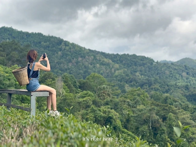 🌿☁️ “ไร่ชาลุงเดช” แม่แตง เชียงใหม่ 💚
