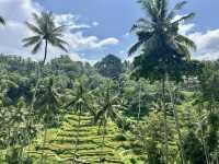 🌅 Bali Ubud 日出火山梯田一日遊 🌾