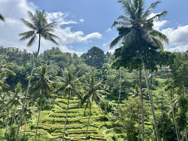 🌅 Bali Ubud 日出火山梯田一日遊 🌾