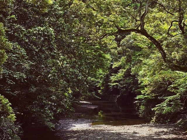 祈願與奉納的莊嚴殿堂〔伊勢神宮 神樂殿〕⛩️🎶