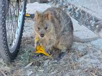 A Quokka Selfie, Ocean Breeze & Ferry Views – My Perfect Day at Rottnest Island!