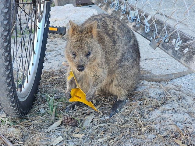 A Quokka Selfie, Ocean Breeze & Ferry Views – My Perfect Day at Rottnest Island!