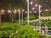 Dawn approaches with full bloom of hydrangeas