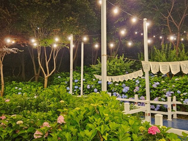 Dawn approaches with full bloom of hydrangeas