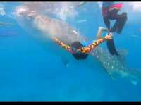 my experience in swimming with the gentle giants in Oslob Cebu