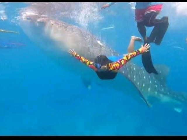 my experience in swimming with the gentle giants in Oslob Cebu