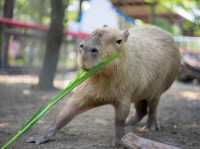 小孩放電、大人放鬆！這座動物園超乎你想像