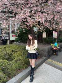 Uneo park -Sakura 🌸