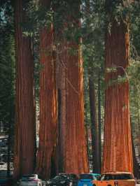 🌲 Step into the Land of Giants — A Must-Visit This Summer