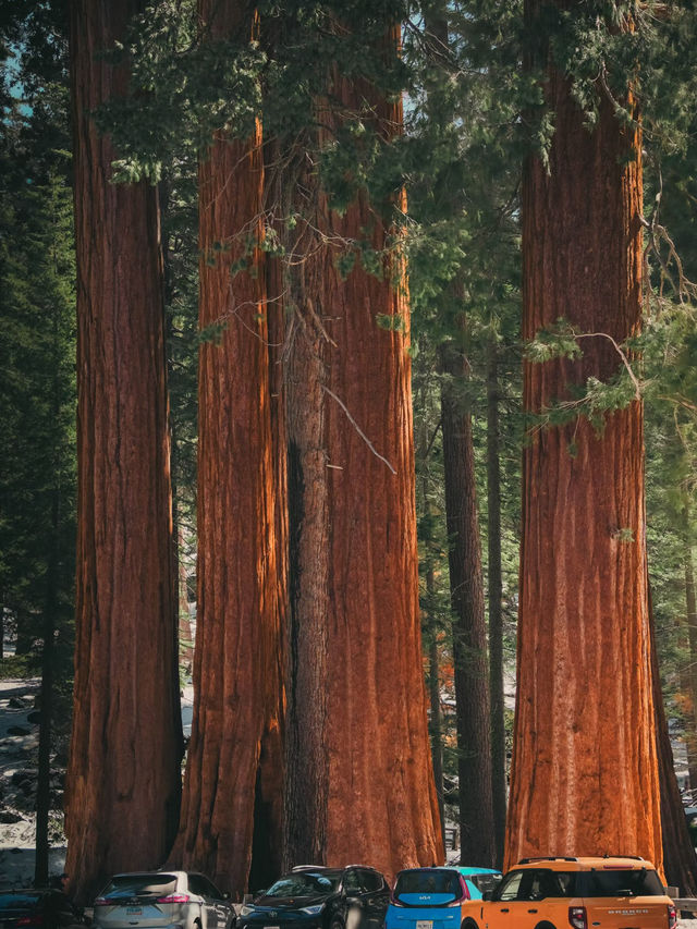 🌲 Step into the Land of Giants — A Must-Visit This Summer