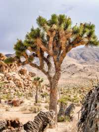 Joshua Tree National Park — A Surreal Desert Escape 🌵☀️