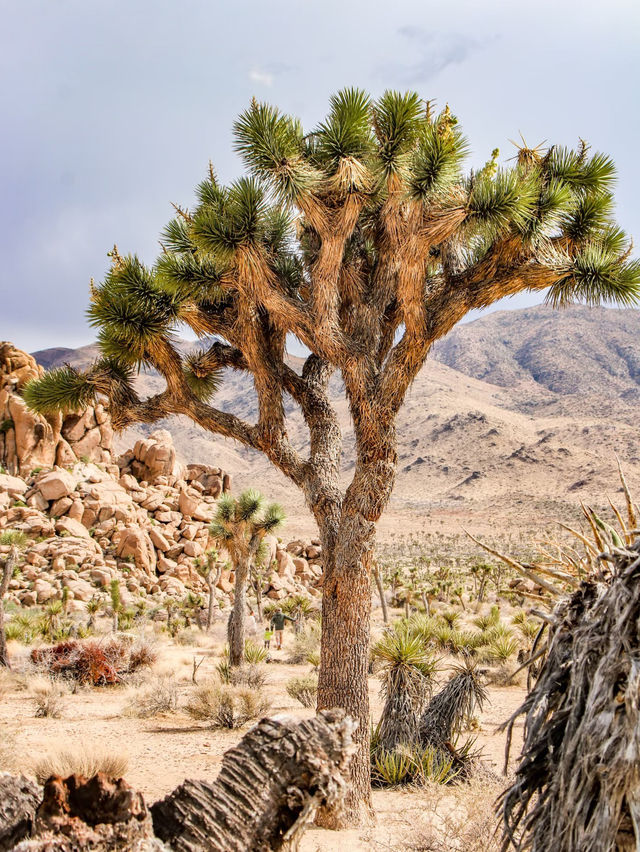 Joshua Tree National Park — A Surreal Desert Escape 🌵☀️