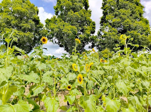 向日葵之丘公園