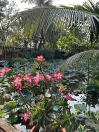 Here I felt myself as Thumbelina 🌿 Bình Quới Tourist Village