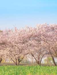 🇰🇷 Trip Review | Siheung Gaetgol Eco Park — Where the Sky Has No Ceiling 🌾