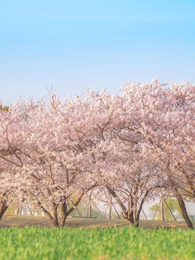 🇰🇷 Trip Review | Siheung Gaetgol Eco Park — Where the Sky Has No Ceiling 🌾