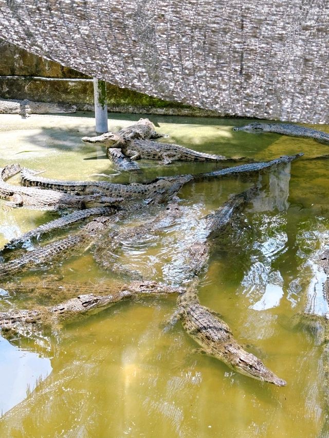 Croc Spotting at Teluk Sengat Crocodile Farm