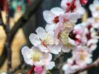 Changgyeonggung Palace Gardens: A Peaceful Green Escape in Seoul