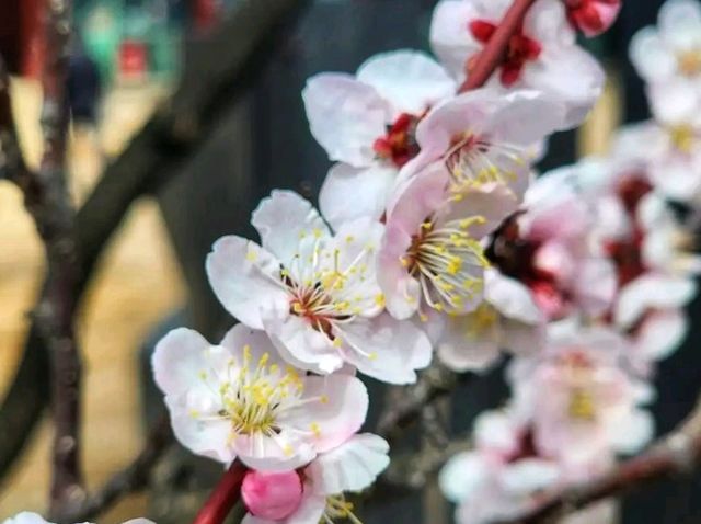 Changgyeonggung Palace Gardens: A Peaceful Green Escape in Seoul
