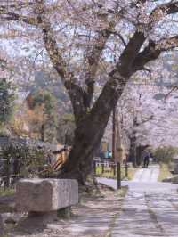 【哲学の道】静けさの中に思索が宿る🌸四季と心を歩く散策路