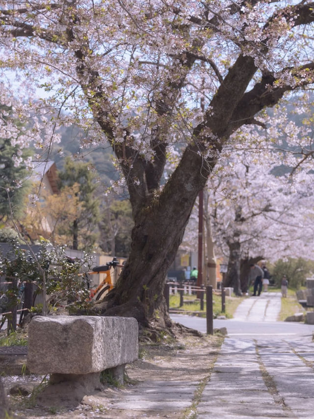 【哲学の道】静けさの中に思索が宿る🌸四季と心を歩く散策路