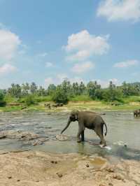 【ピンナワラゾウの孤児院】🇱🇰スリランカ