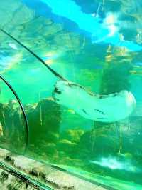 Dive Into the Wonders of SeaWorld Ancol