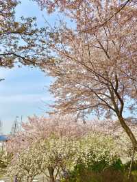 🌸 봄바람 타고 벚꽃길 산책, 동래 온천천벚꽃축제