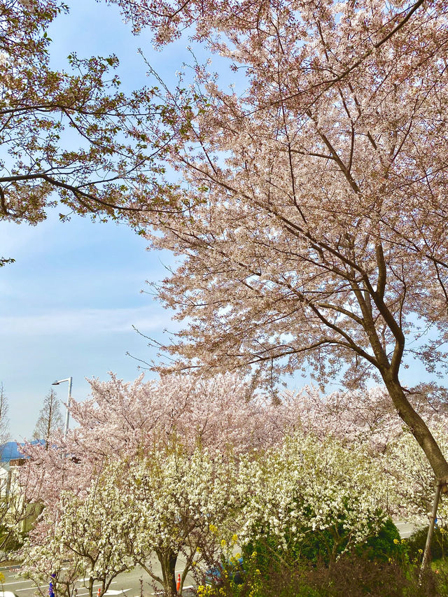 🌸 봄바람 타고 벚꽃길 산책, 동래 온천천벚꽃축제