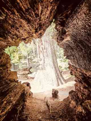 2026Sequoia & Kings Canyon National Parks観光ガイド：観光・グルメ