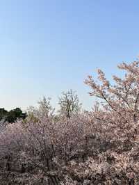 🌳 도심 속 힐링, 서울숲으로 떠나볼까요?