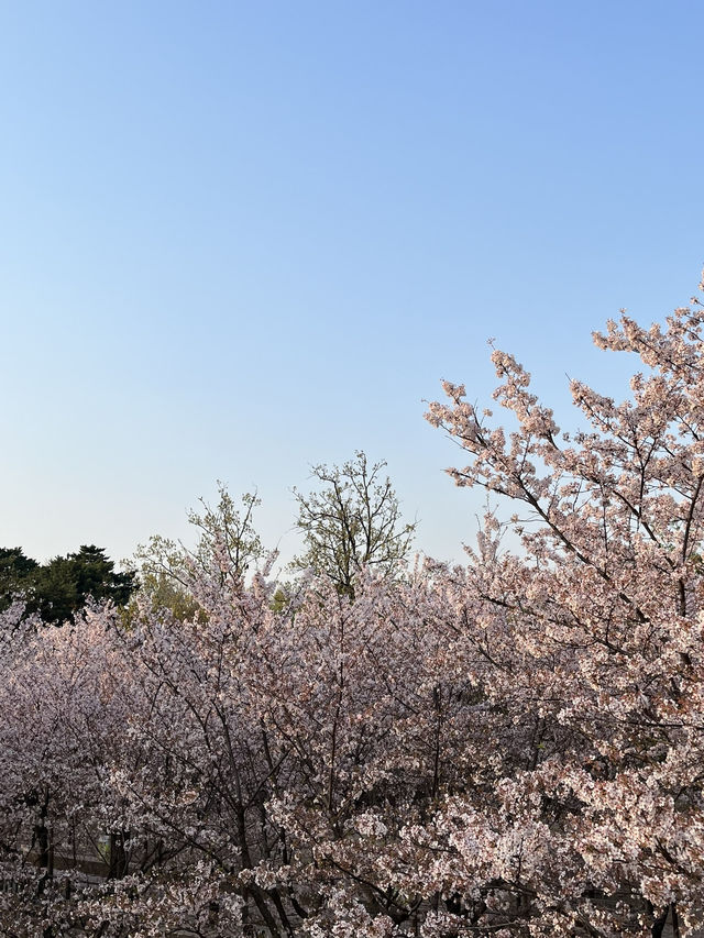 🌳 도심 속 힐링, 서울숲으로 떠나볼까요?