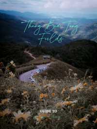 Thung Bua Tong Fields