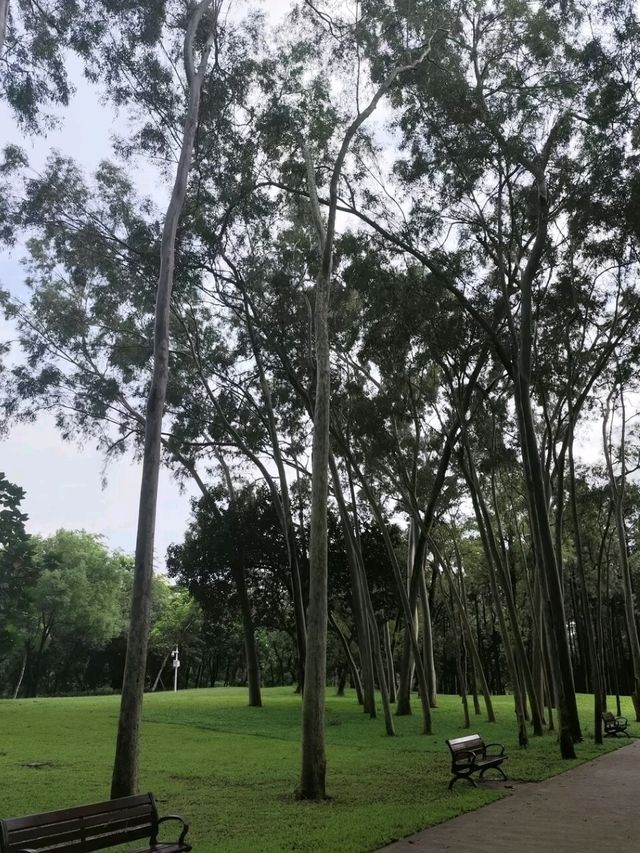 Bijia Mountain Park: Shenzhen's Urban Green Peak Bijia Mountain Park: Shenzhen's Urban Green Peak