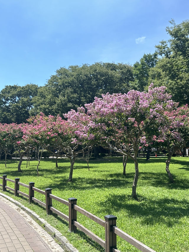 여름 경주 꼭 가야할 핫스팟 🌺🩷
