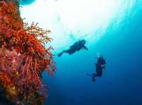 ดำน้ำที่ สิปาดัน สวรรค์ใต้น้ำ มาเลเซีย